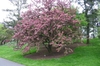 Malus hybrid
