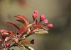 Malus hybrid