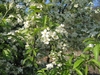 Leafy shoots with white blossoms.