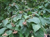 Malus yunnanensis