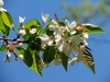 Closeup of flowers
