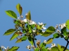 Leaves and blossoms