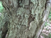bark
