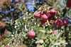 Malus domestica "Fuji"