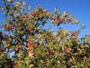 Malus domestica "Fuji"