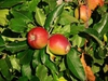 Malus domestica "Gala"