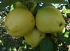 Malus domestica "Ginger Gold"