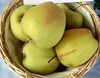Malus domestica "Golden Delicious"