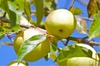 Malus domestica "Golden Delicious"