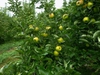 Malus domestica "Mutsu"