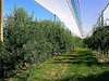 Malus domestica "Red Delicious"