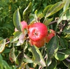 Malus domestica "Rome"