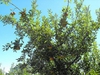 Malus domestica "Rome"