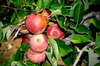 Malus domestica "Stayman"