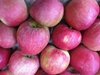 Malus domestica "Stayman"