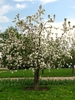 Form in bloom