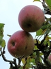Fruit
