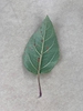 Underside of leaf