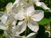 Malus sylvestris