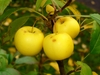 Yellow fruits