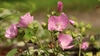 Flowers & Buds - Summer - Ashe Co., NC