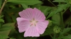 Flower - Summer - Ashe Co., NC