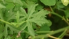 Leaf - Summer - Ashe Co., NC