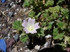 Malva neglecta