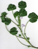 Malva neglecta