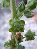 Malva neglecta