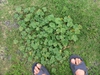 Malva neglecta