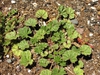 Malva neglecta