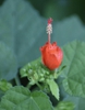 Malvaviscus arboreus var. drummondii