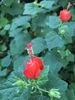 Malvaviscus arboreus
