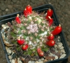 Form