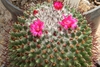 Form