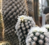 Small potted cactus with short white spines & small white flower