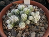 Small potted cactus with short white spines forming clusters