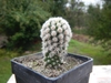 Small potted cactus with short white spines