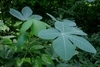Palmated green leaves