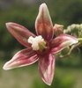 Female flower closeup with five white tipped pink petals