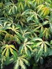 Palmated variegated leaves - yellow centers & green edges