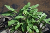 Maranta arundinacea