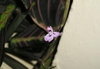 Maranta leuconeura
