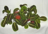 Maranta leuconeura