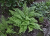 Polytichum setiferum