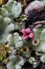 Marchantia polymorpha