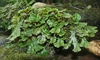 Marchantia polymorpha form