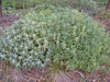 Form