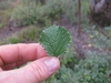 Leaf